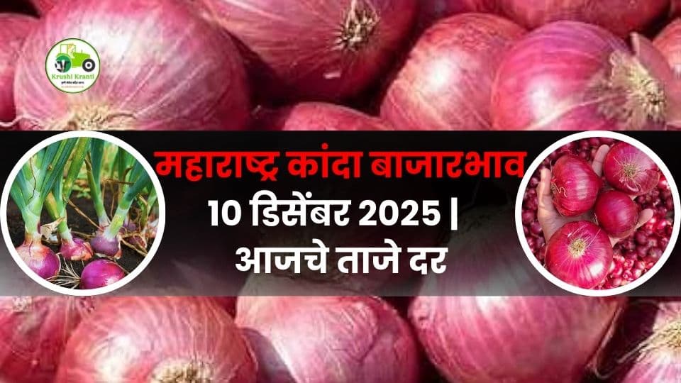 महाराष्ट्र कांदा बाजारभाव Today – 10 डिसेंबर 2025 | आजचे कांदा दर