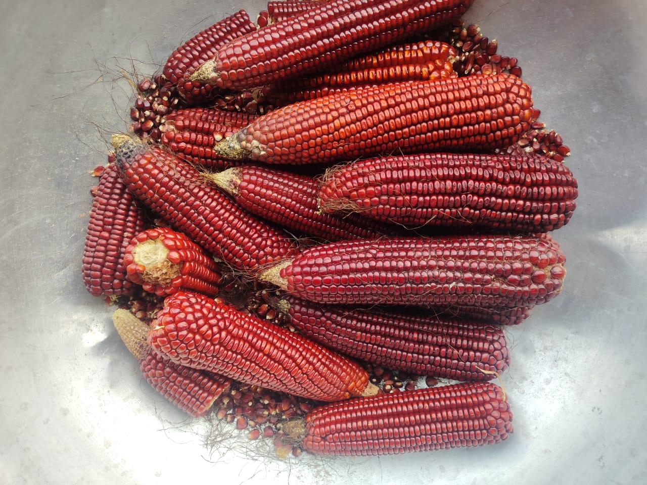 रेड मका बियाणे विक्रीसाठी उपलब्ध!