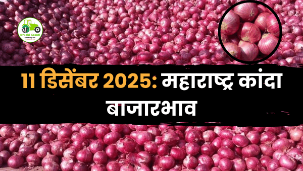 11 डिसेंबर 2025: महाराष्ट्र कांदा बाजारभाव | आजचे ताजे कांदा दर
