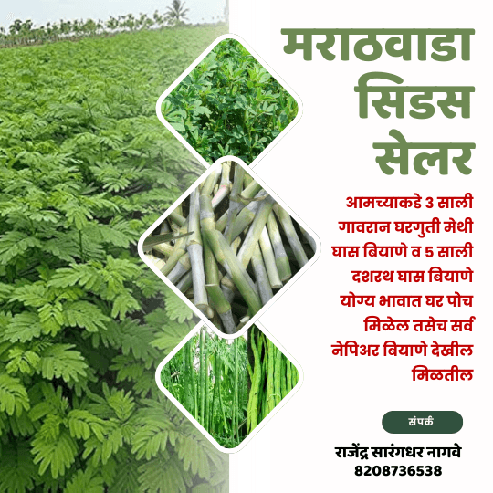 मराठवाडा सिडस सेलर – विश्वासार्ह बियाणे केंद्र