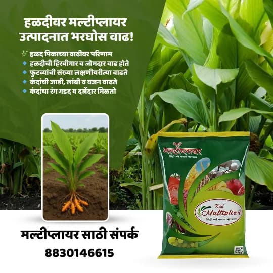 हळदीवर मल्टीप्लायर वापरल्याने होणारे फायदे