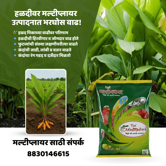 हळदीवर मल्टीप्लायर वापरल्याने होणारे फायदे