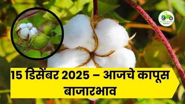 15 डिसेंबर 2025 कापूस बाजारभाव | महाराष्ट्रातील आजचे Cotton Rates