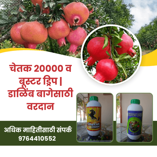 चेतक 20000 व बूस्टर ड्रिप | डाळिंब बागेसाठी वरदान