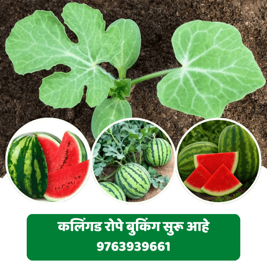 कलिंगड रोपे बुकिंग सुरु आहे