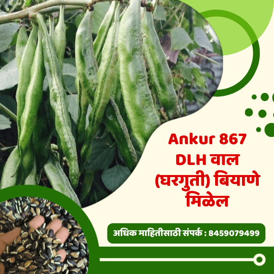 Ankur DLH वाल (घरगुती) बियाणे मिळेल