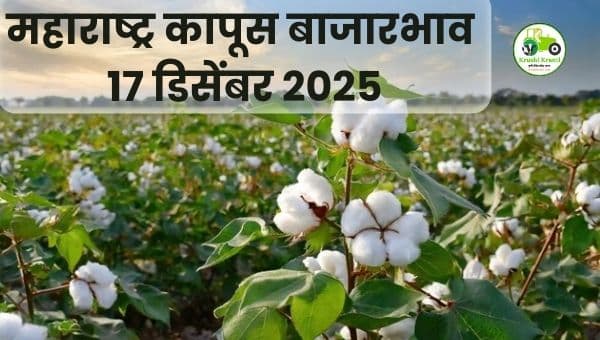 महाराष्ट्र कापूस बाजारभाव आज | 17 डिसेंबर 2025 | Cotton Rate Maharashtra