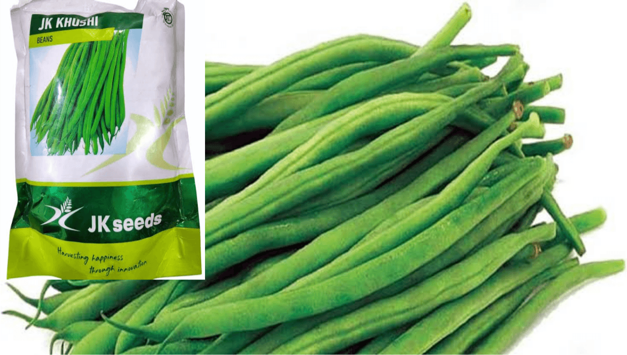 JK घेवडा (घरगुती) बियाणे मिळेल