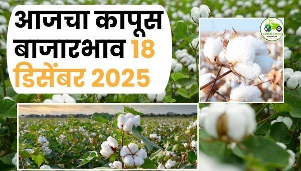 आजचा कापूस बाजारभाव 18 डिसेंबर 2025 | महाराष्ट्र Cotton Rate Today