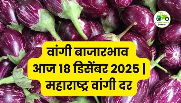 आजचा वांगी बाजारभाव | 18 डिसेंबर 2025 महाराष्ट्र
