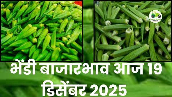 आजचा भेंडी बाजारभाव | 19 डिसेंबर 2025 | महाराष्ट्र भेंडी दर अपडेट