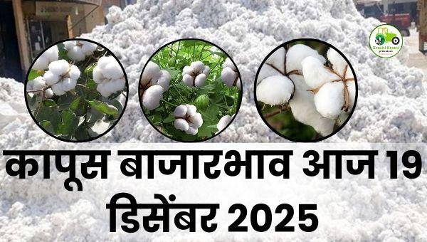 आजचे कापूस बाजारभाव | 19 डिसेंबर 2025 | महाराष्ट्र कापूस दर