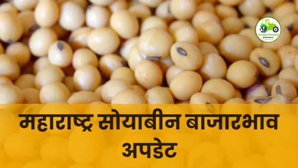 आजचा सोयाबीन बाजारभाव | 19 डिसेंबर 2025 | महाराष्ट्रातील पिवळा व लोकल सोयाबीन दर