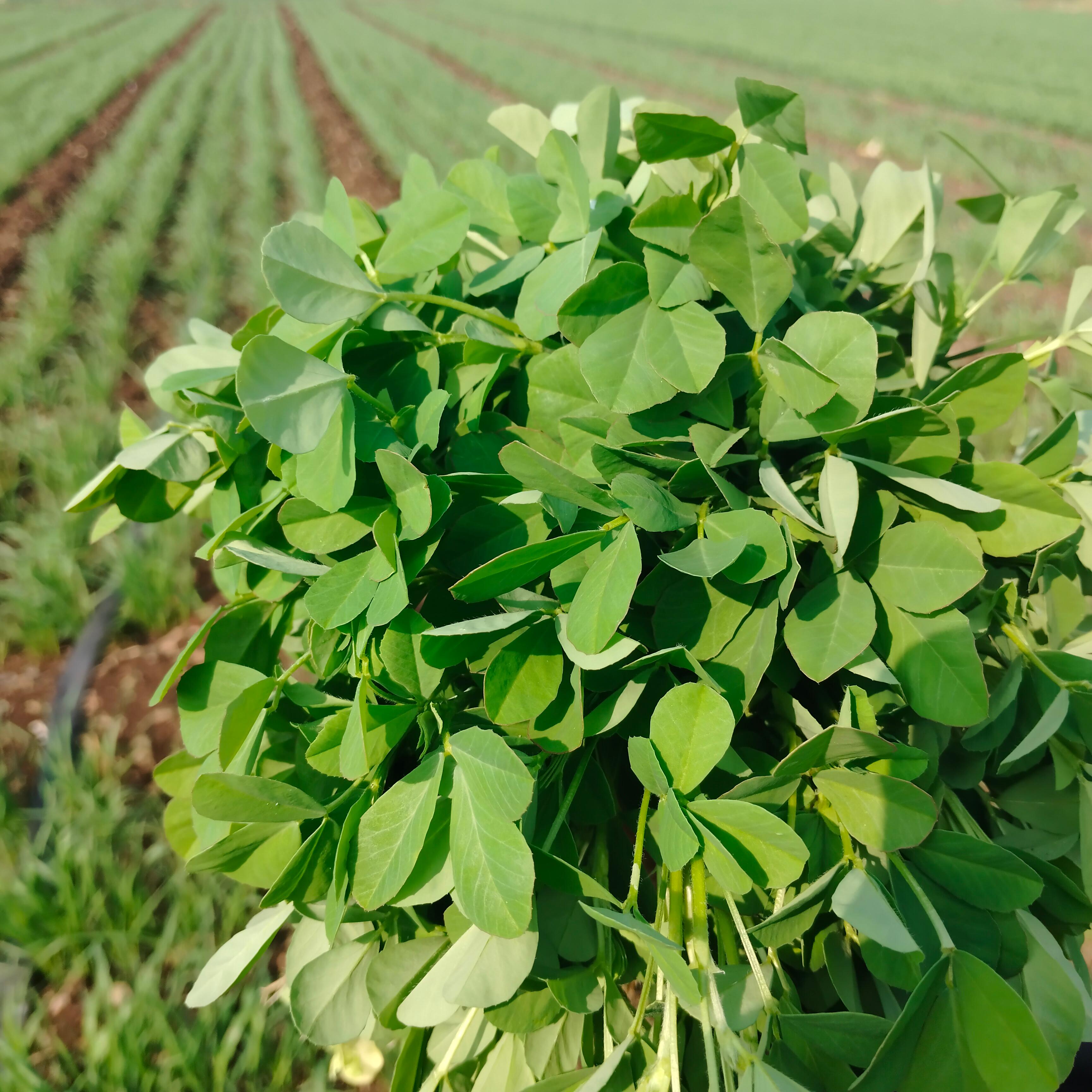 मेथी विक्रीस उपलब्ध