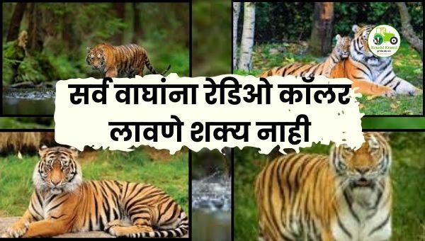 सर्व वाघांना रेडिओ कॉलर लावणे शक्य नाही; अवनी वाघिण प्रकरणातील याचिका फेटाळली