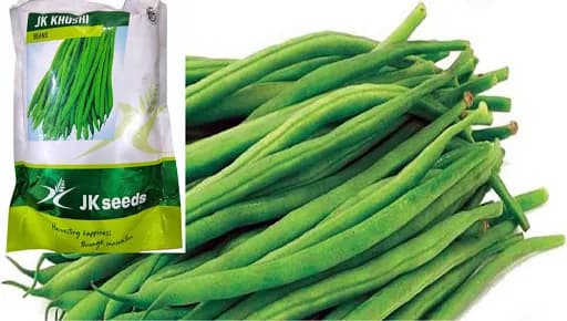JK घेवडा (घरगुती) बियाणे मिळेल