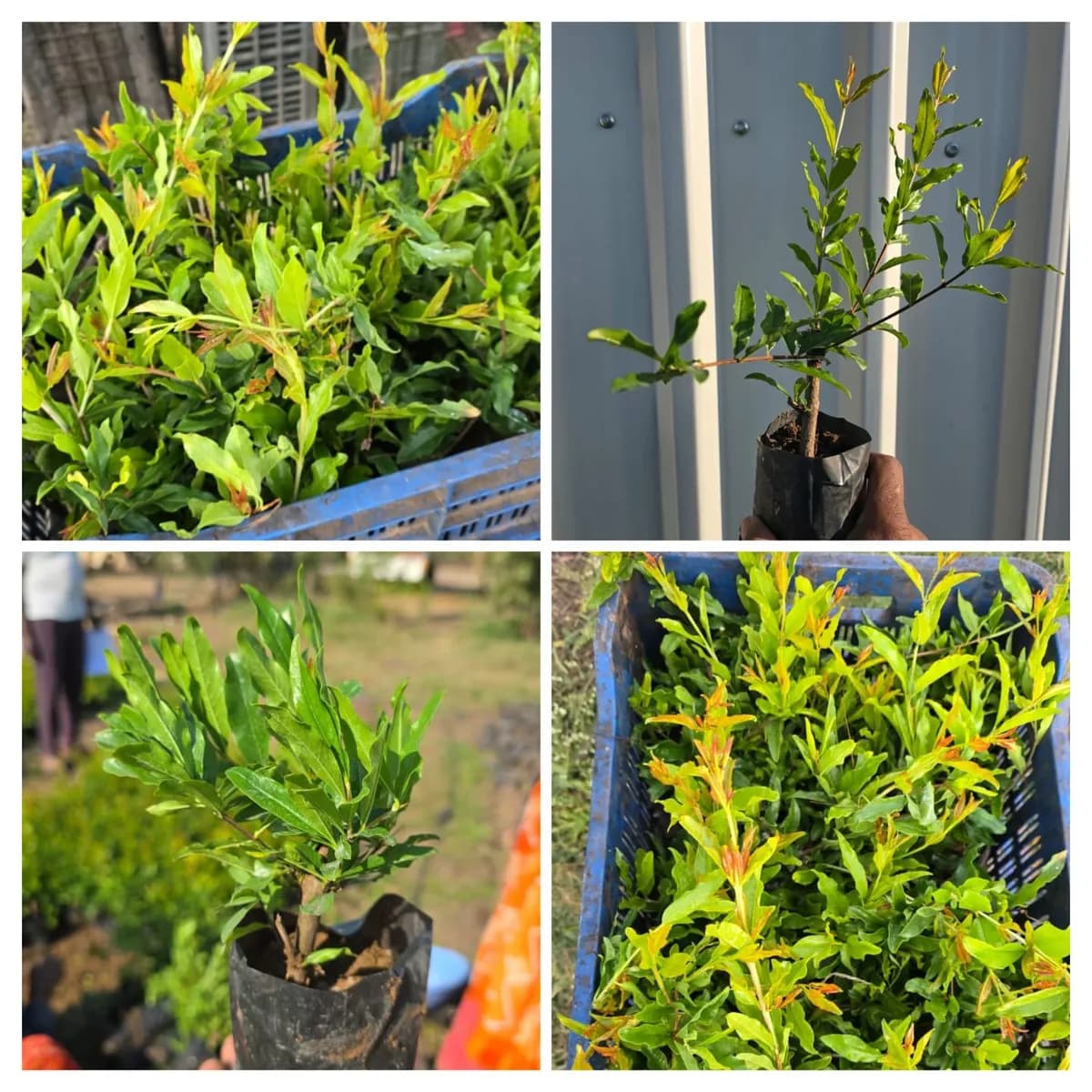 सार्थक डाळिंब नर्सरी