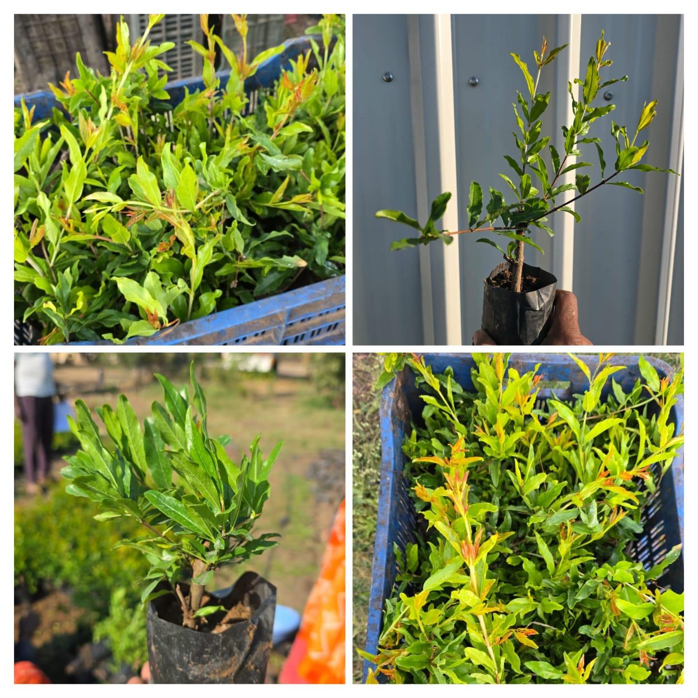 सार्थक डाळिंब नर्सरी