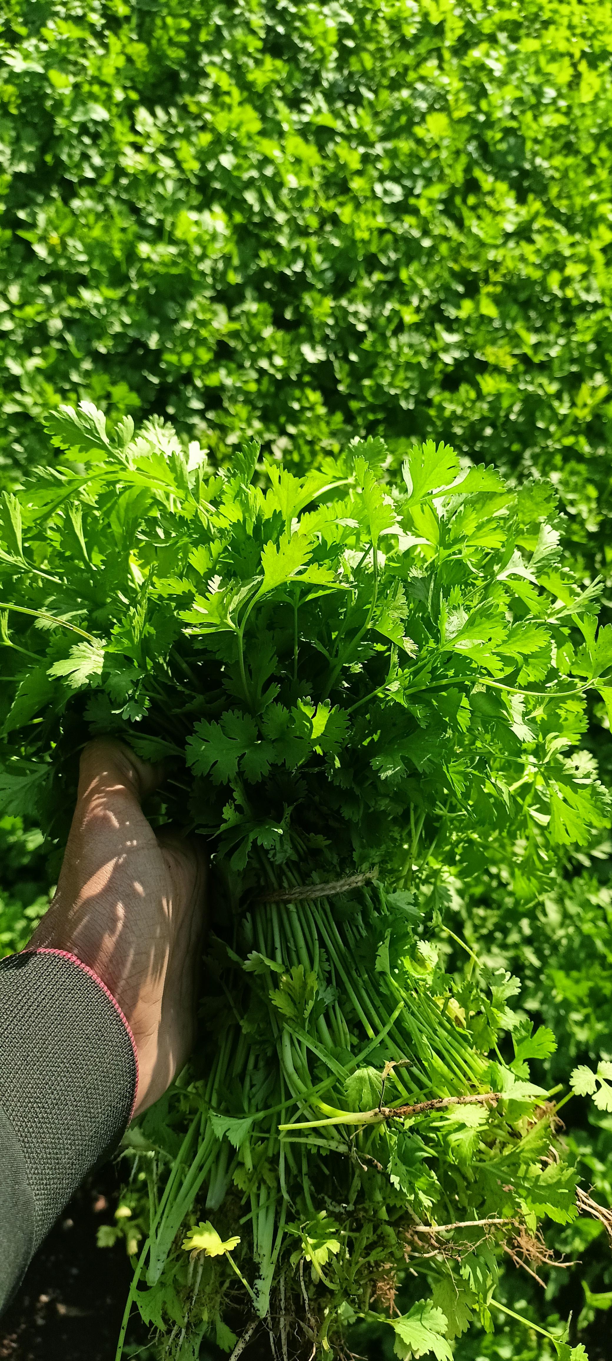 कोथिंबीर विकणे आहे