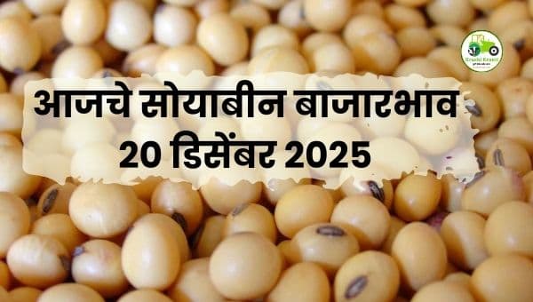 आजचा सोयाबीन बाजारभाव | 20 डिसेंबर 2025