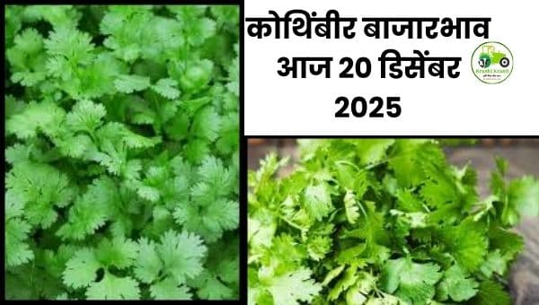 आजचा कोथिंबीर बाजारभाव | 20 डिसेंबर 2025