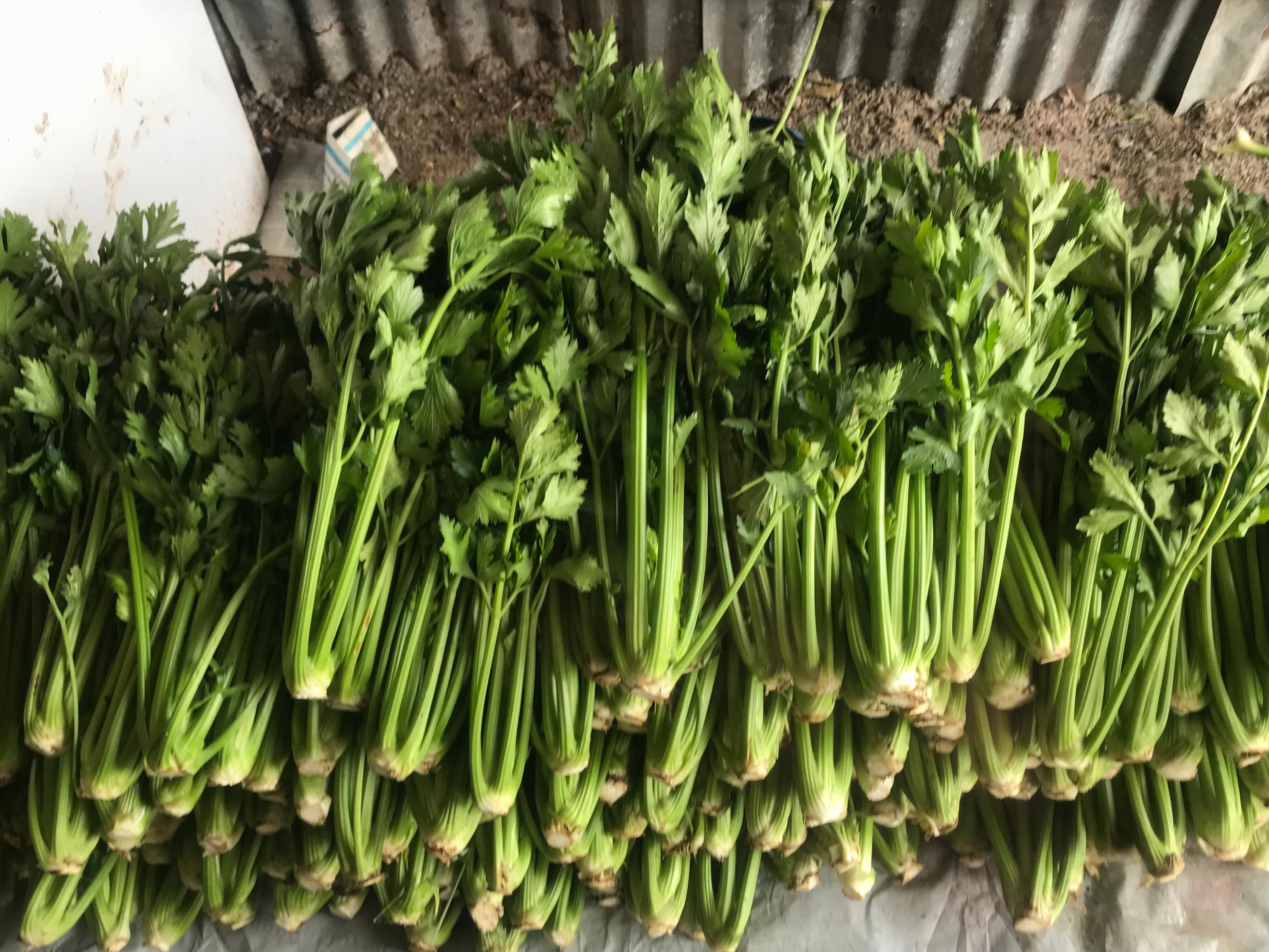 उत्तम प्रतीची सेलरी विकणे आहे