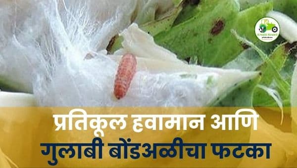 प्रतिकूल हवामान आणि गुलाबी बोंडअळीचा फटका; कापूस उत्पादनात मोठी घट