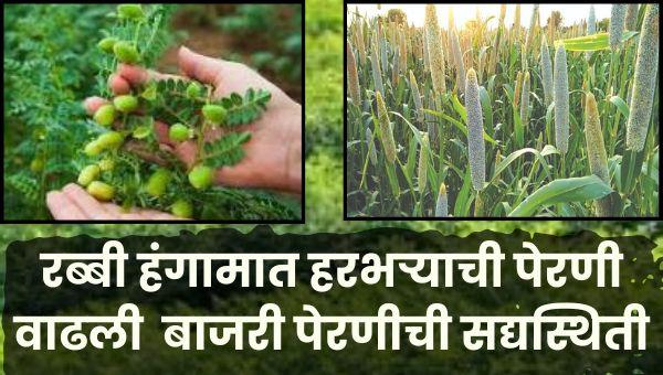 जळगाव–खानदेशात रब्बी हंगामात हरभऱ्याची पेरणी वाढली | बाजरी पेरणीची सद्यस्थिती