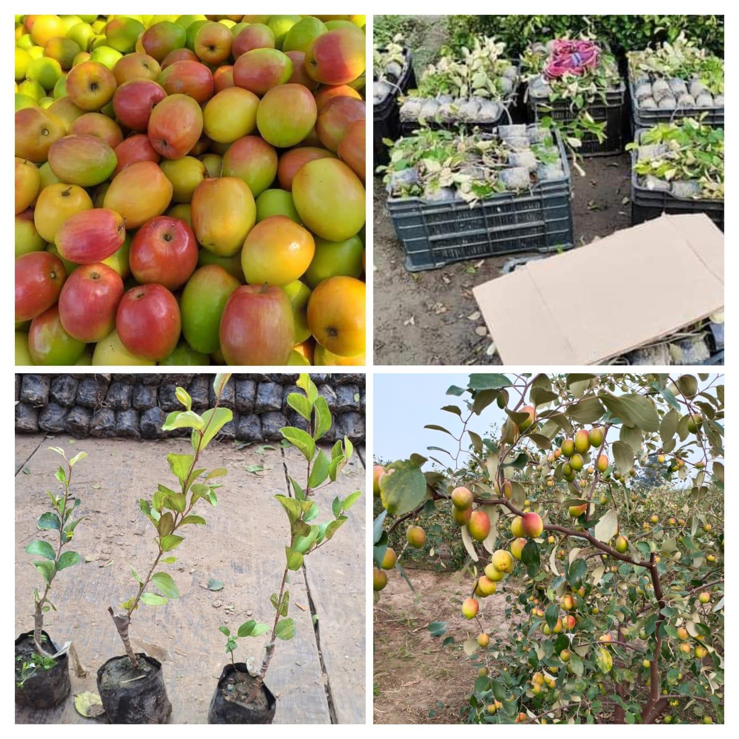 रेड कश्मिरी अँपल बोराची व सर्व फळबागेची रोपे मिळतील