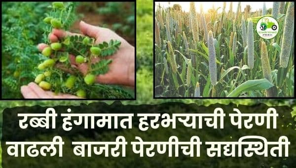 जळगाव–खानदेशात रब्बी हंगामात हरभऱ्याची पेरणी वाढली | बाजरी पेरणीची सद्यस्थिती