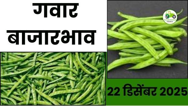 आजचा गवार बाजारभाव | 22 डिसेंबर 2025 | महाराष्ट्र गवार दर