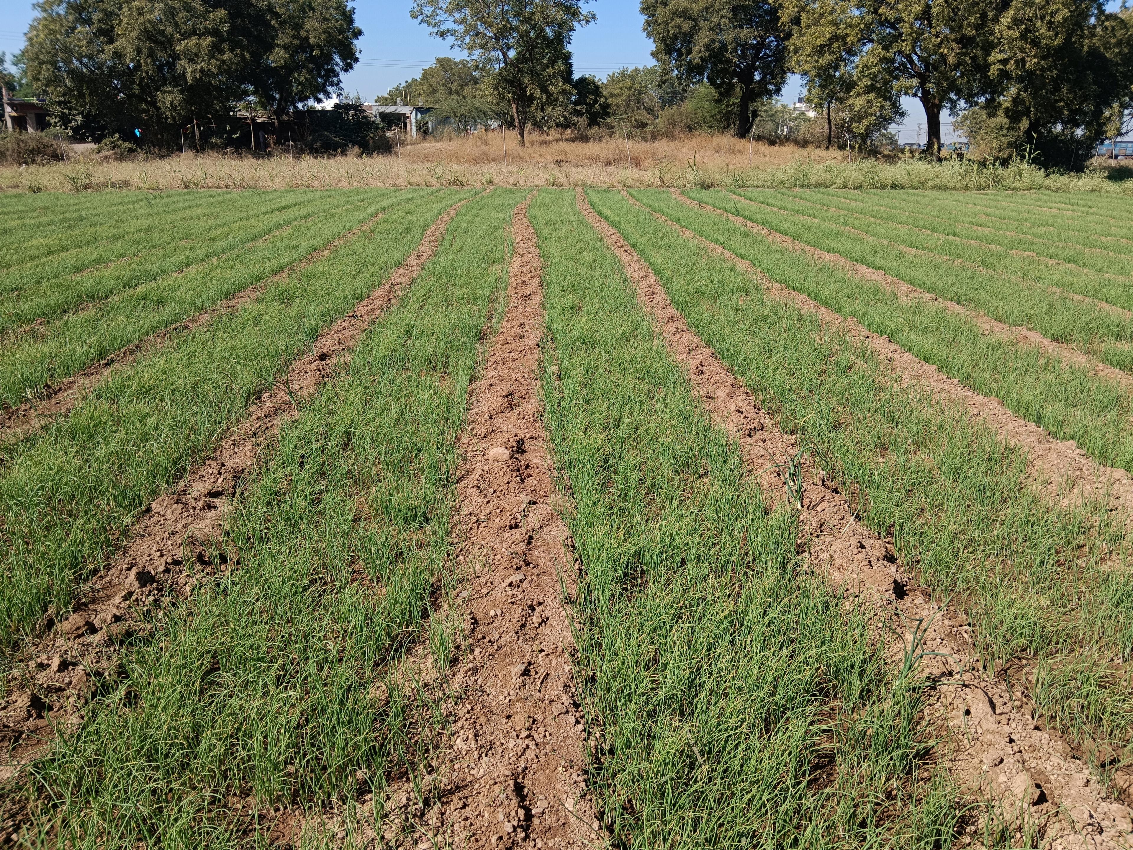 रांगडा कांदा रोप विक्री आहे