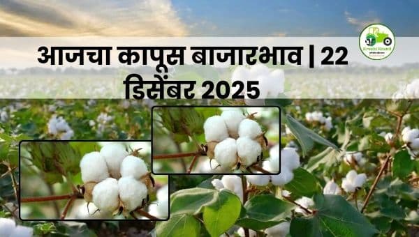 आजचा कापूस बाजारभाव | 22 डिसेंबर 2025 | महाराष्ट्र ताजा अपडेट