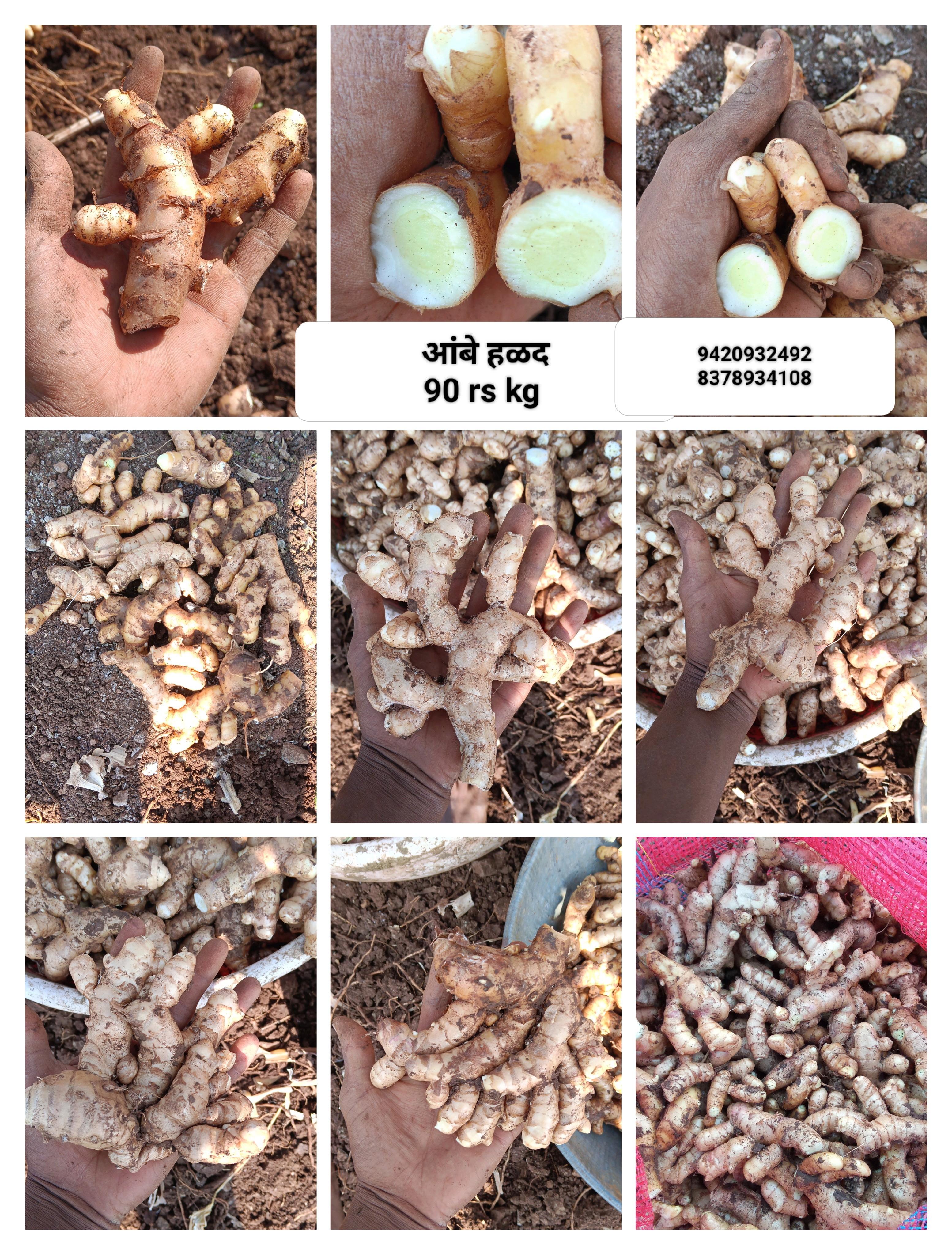 आंबी हळद विकणे आहे