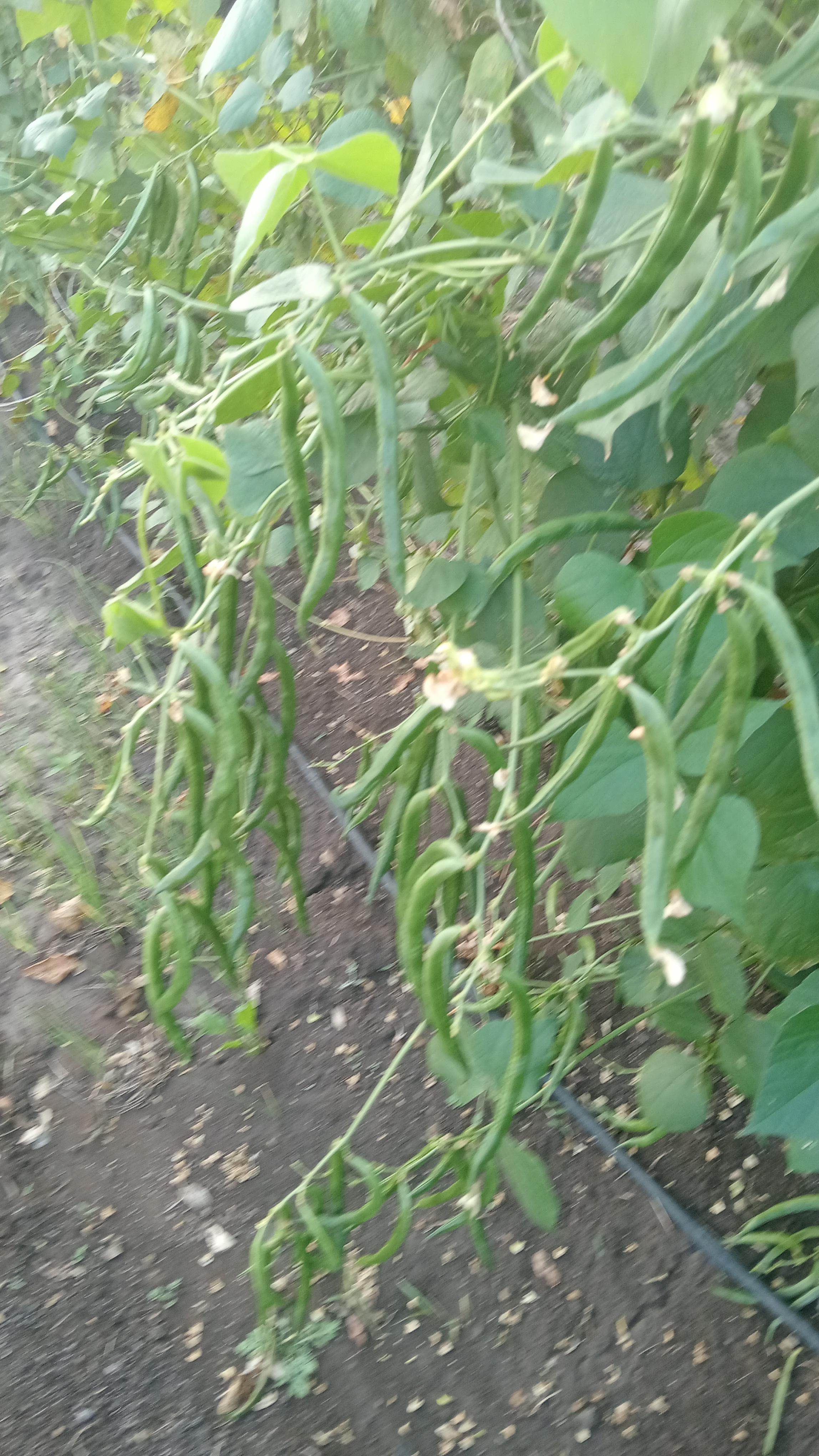 गावरान वाल घेवडा शेंगा मिळेल