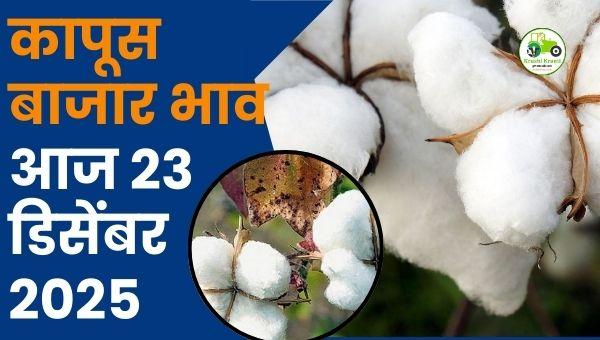 आजचा कापूस बाजारभाव | 23 डिसेंबर 2025 | महाराष्ट्र कापूस दर