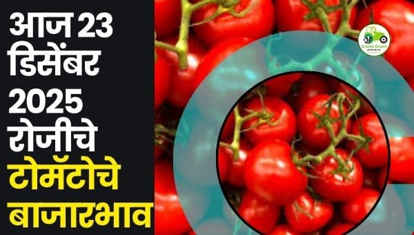 आजचा टोमॅटो बाजारभाव | 23 डिसेंबर 2025 | Maharashtra Tomato Rates
