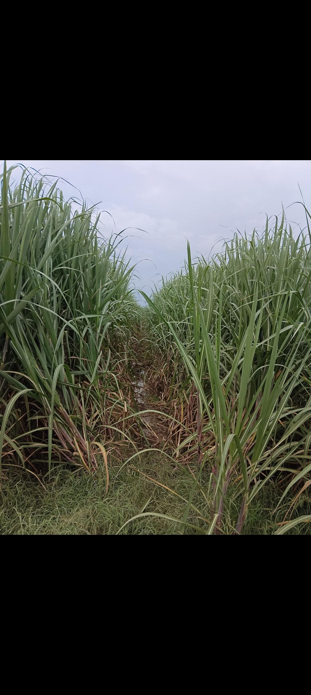 ऊस 86032 जातीचा विक्रीस उपलब्ध