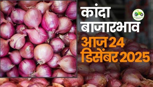 आजचा कांदा बाजारभाव | 24 डिसेंबर 2025 | Maharashtra Onion Rates