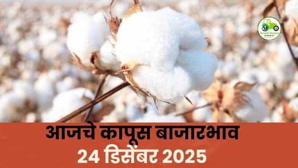 आजचे कापूस बाजारभाव | 24 डिसेंबर 2025 | महाराष्ट्र कापूस दर अपडेट