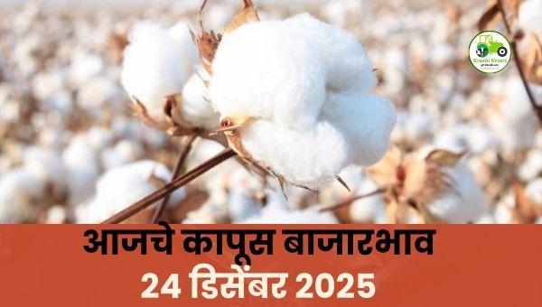 आजचे कापूस बाजारभाव | 24 डिसेंबर 2025 | महाराष्ट्र कापूस दर अपडेट