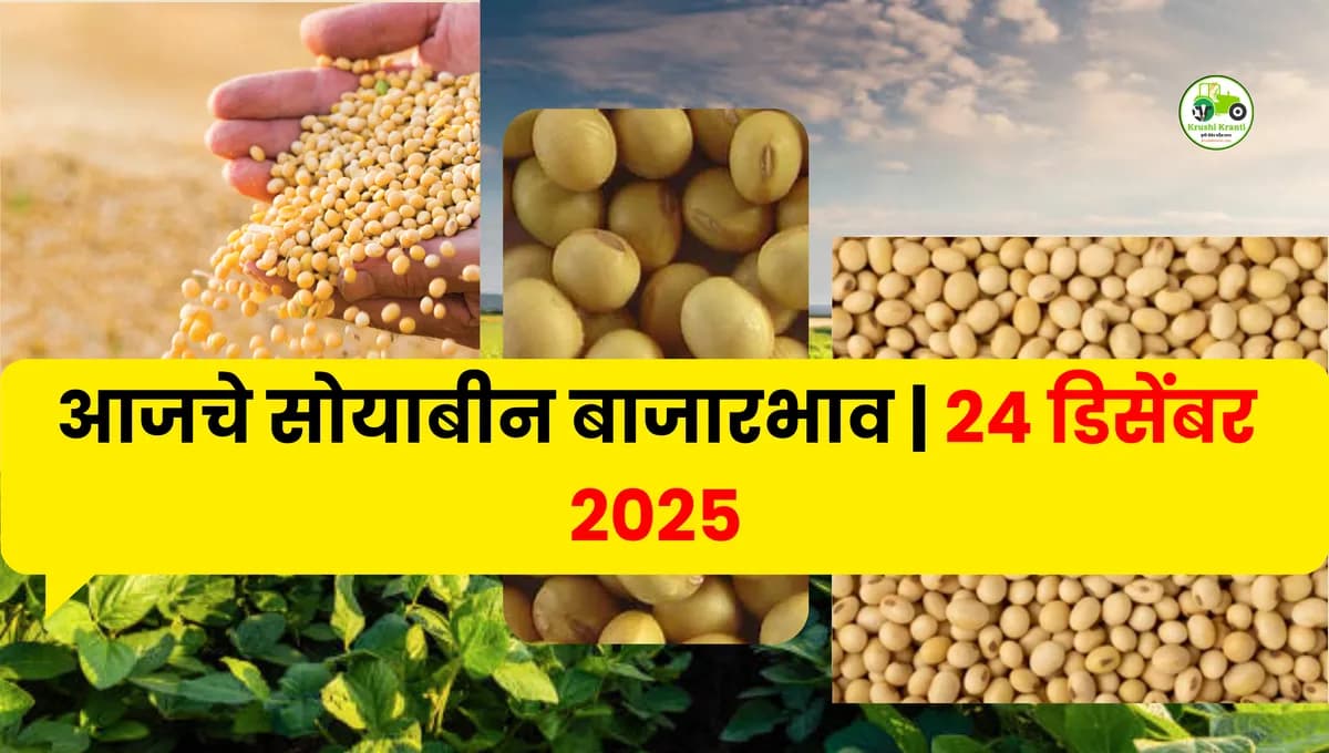 आजचे सोयाबीन बाजारभाव | 24 डिसेंबर 2025 | महाराष्ट्र Soybean Market Update
