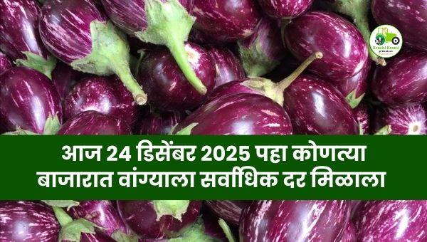 आजचे वांगी बाजारभाव | 24 डिसेंबर 2025 | Maharashtra Vangi Rates