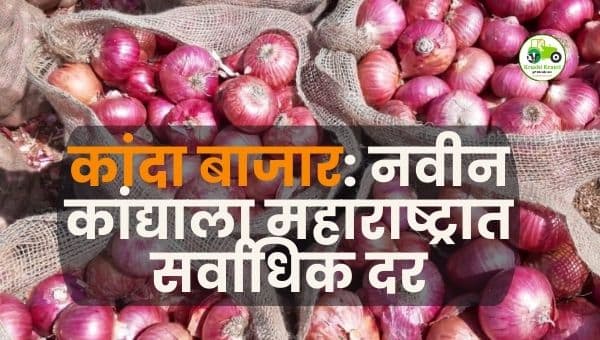 सोलापूर कांदा बाजार: नव्या कांद्याला उच्चांकी भाव, ५.६० कोटींची उलाढाल