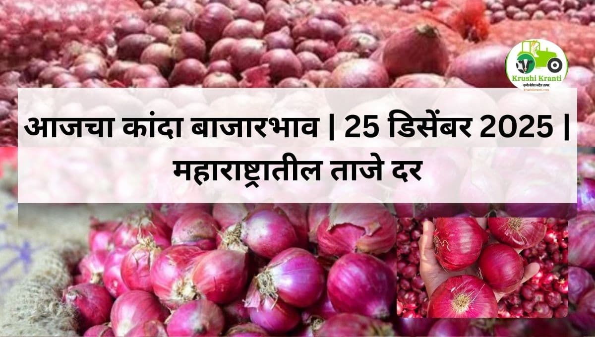 आजचा कांदा बाजारभाव | 25 डिसेंबर 2025 | महाराष्ट्र कांदा दर