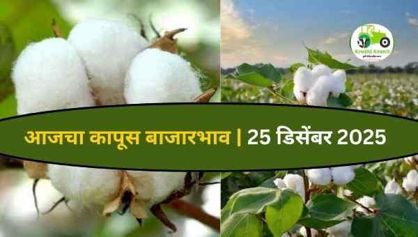 आजचा कापूस बाजारभाव | 25 डिसेंबर 2025
महाराष्ट्रातील कापूस बाजारात 25 डिसेंबर 2025 रोजी दरांमध्ये स्थिरता ते थोडी मजबुत