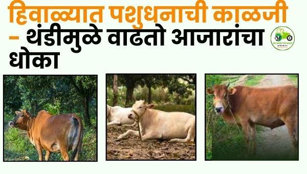 वाढती थंडी आणि पशुधनाचा आरोग्यधोका; दुर्लक्ष केल्यास दुग्धव्यवसायात तोटा