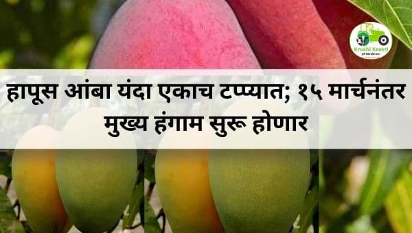 हापूस आंबा यंदा एकाच टप्प्यात; १५ मार्चनंतर मुख्य हंगाम सुरू होणार