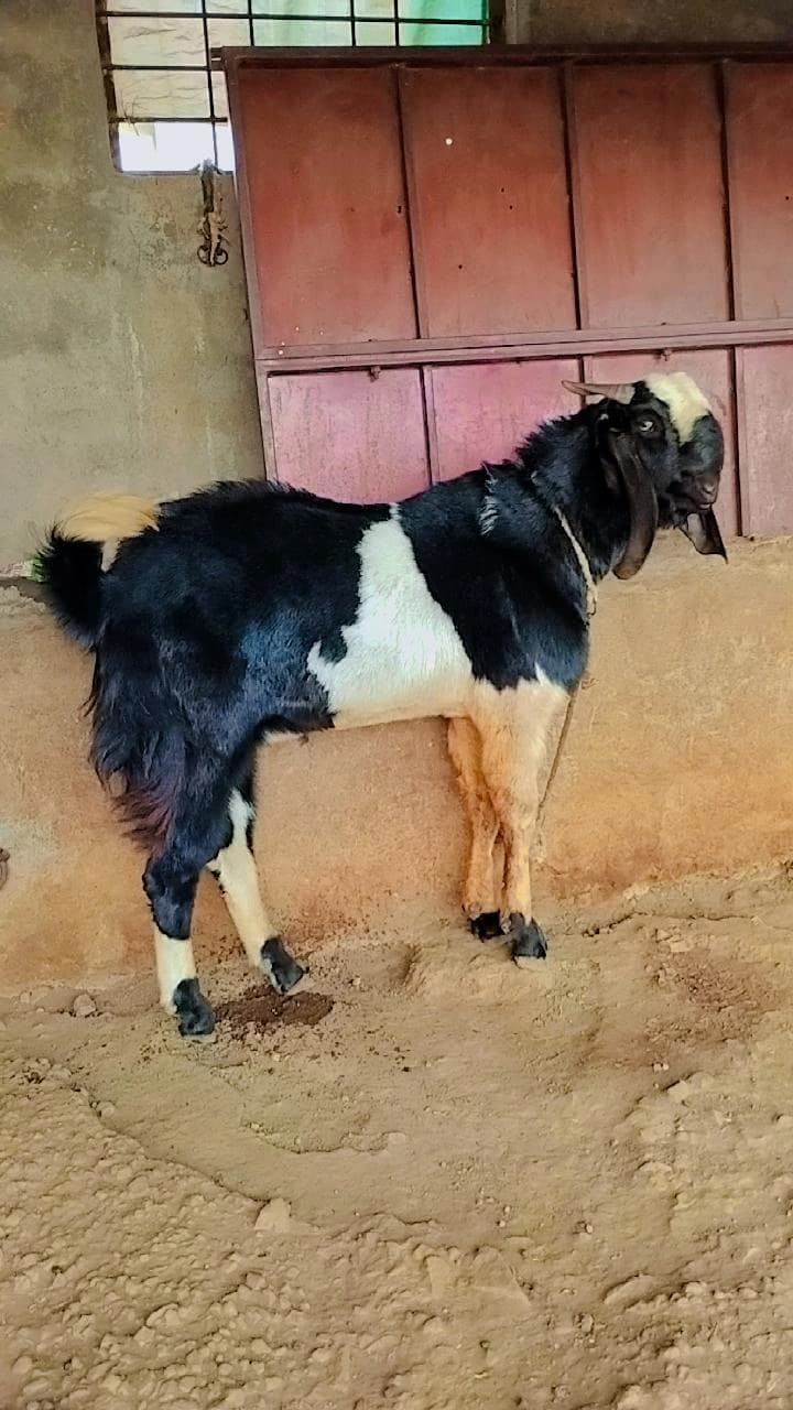 बिटल जातीचा बोकड विक्रीस उपलब्ध