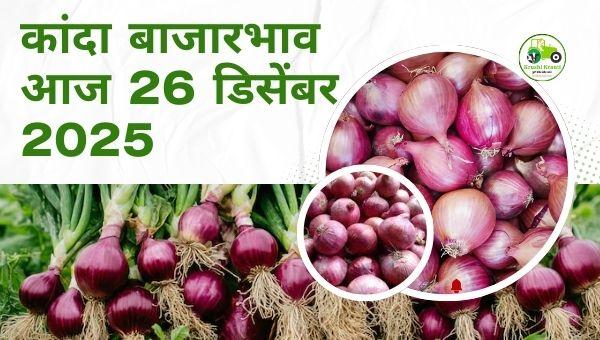 आजचा कांदा बाजारभाव | 26 डिसेंबर 2025